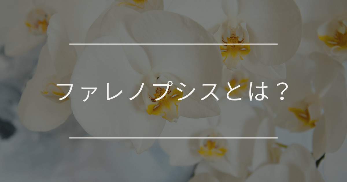 ファレノプシスとは？胡蝶蘭との違いや種類