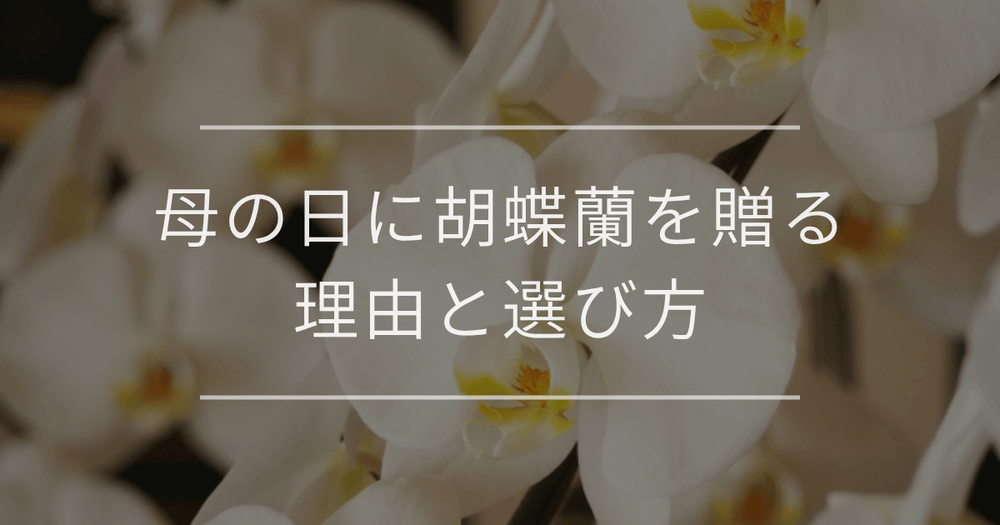 母の日に胡蝶蘭を贈る理由と選び方
