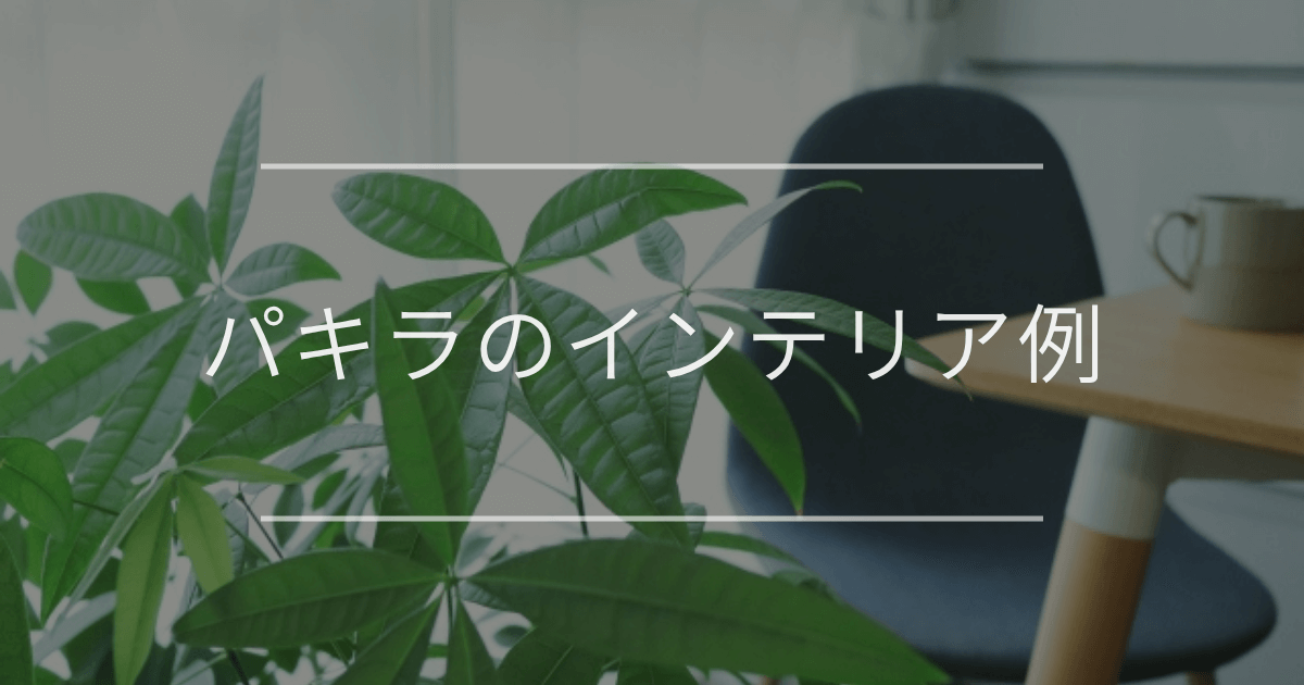 パキラのインテリア例
