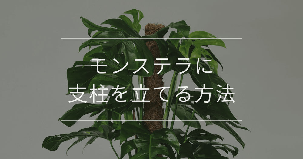 モンステラに支柱を立てる方法
