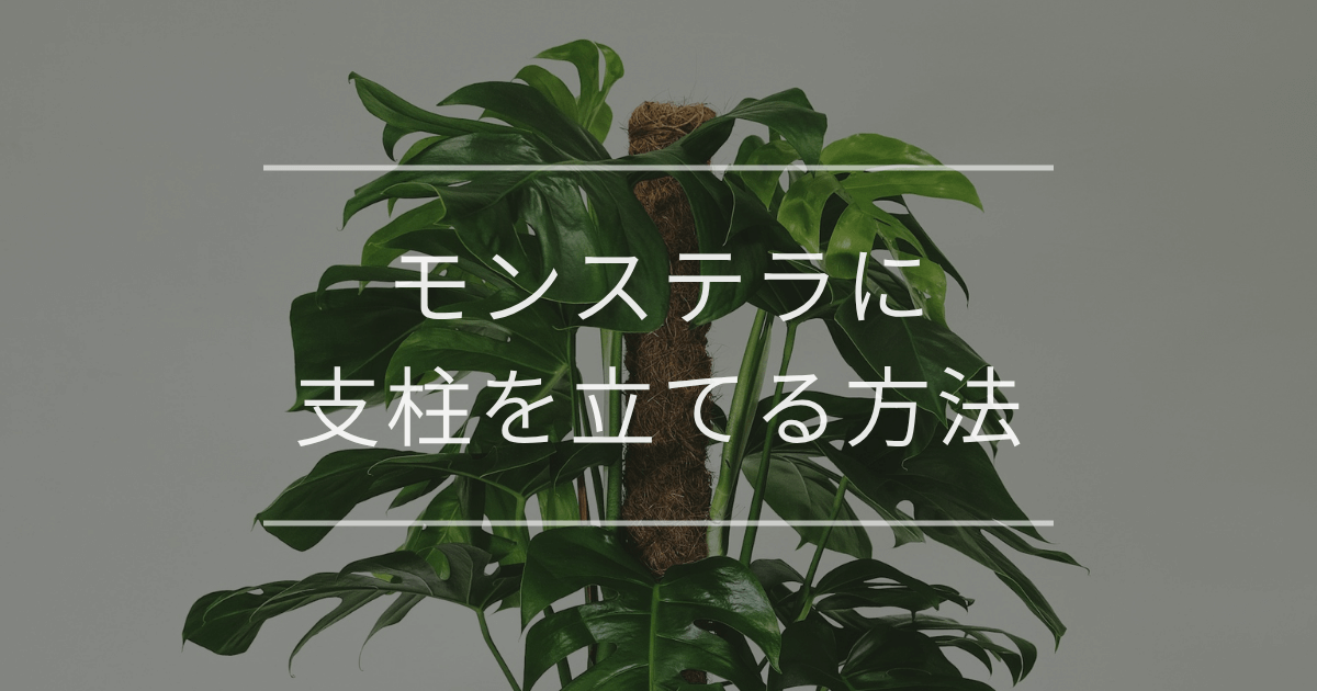 モンステラに支柱を立てる方法