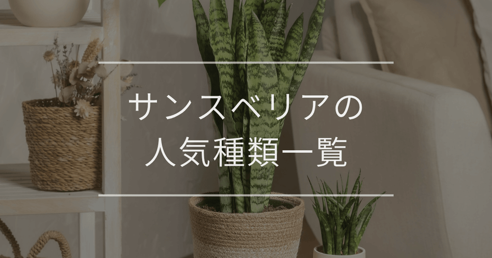 サンスベリアの人気種類一覧