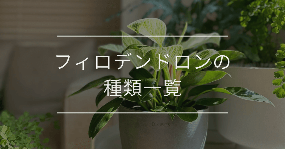 フィロデンドロンの種類一覧