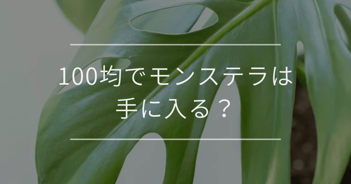 100均でモンステラは手に入る？
