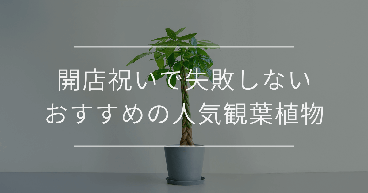 開店祝い・開業祝いで失敗しないおすすめの人気観葉植物｜マナーや選び方を徹底解説