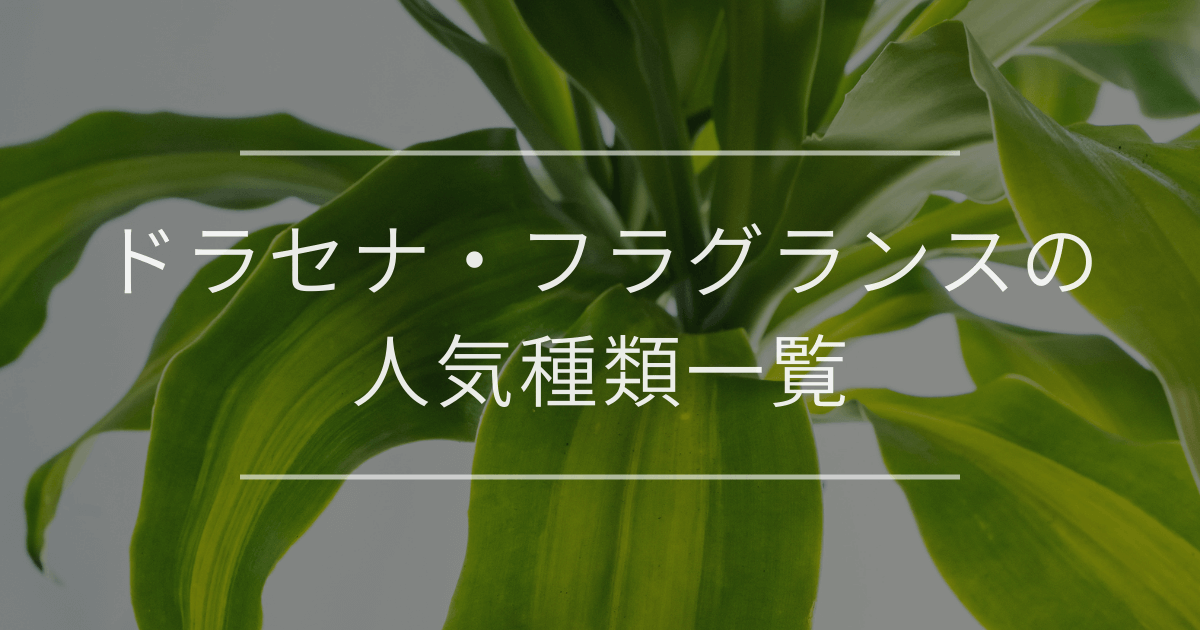 ドラセナ・フラグランスの人気種類一覧
