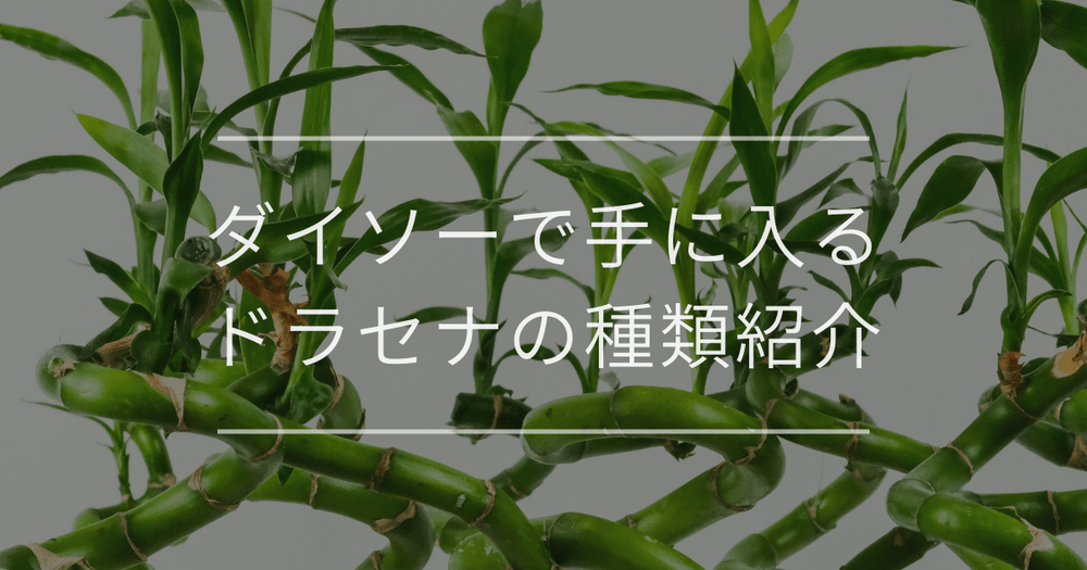 ダイソーで手に入るドラセナの種類紹介