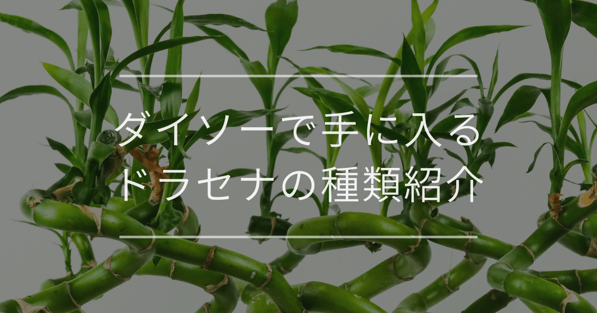 ダイソーで手に入るドラセナの種類紹介
