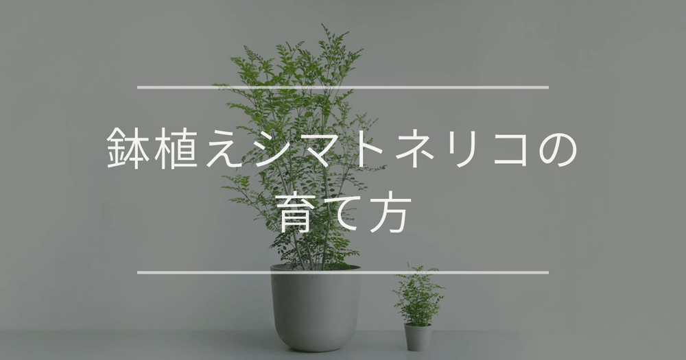 鉢植えシマトネリコの育て方