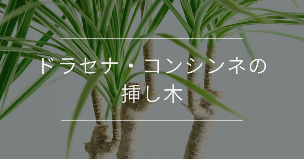 ドラセナ・コンシンネの挿し木｜時期とやり方