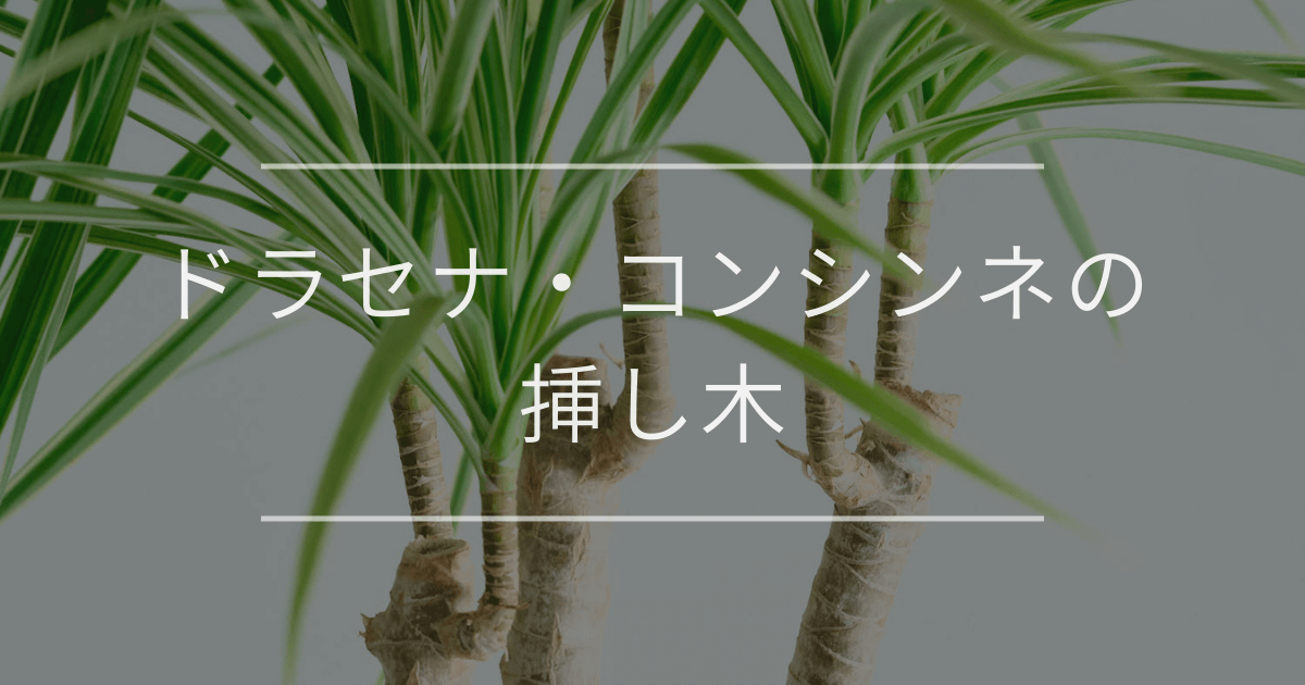 ドラセナ・コンシンネの挿し木｜時期とやり方