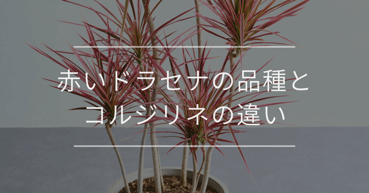 赤いドラセナの品種とコルジリネの違い