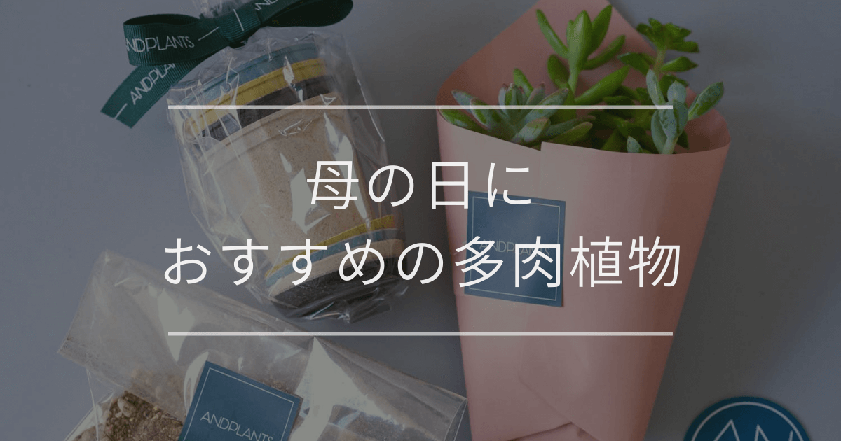 母の日におすすめの多肉植物