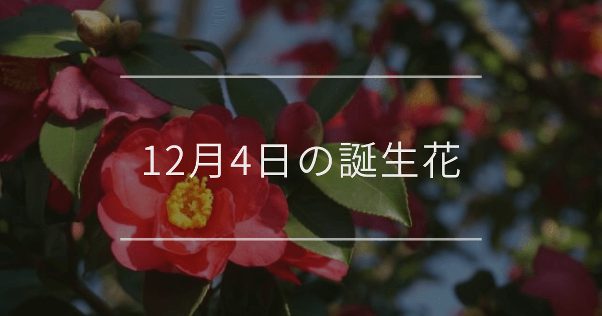 12月4日の誕生花