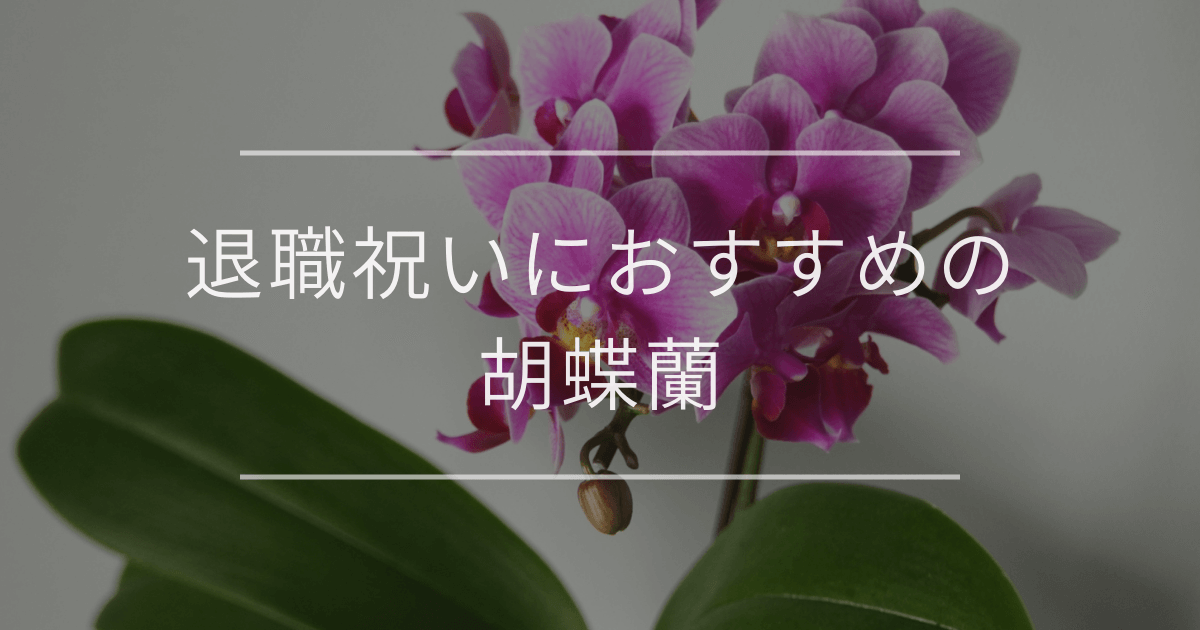 退職祝いにおすすめの胡蝶蘭