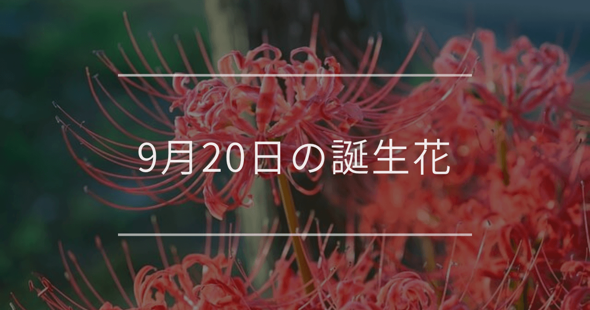 9月20日の誕生花