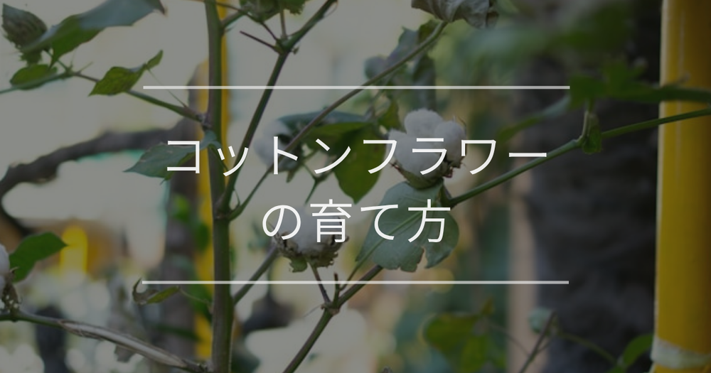 コットンフラワーの育て方｜適切な栽培環境とよくあるトラブルの対処法