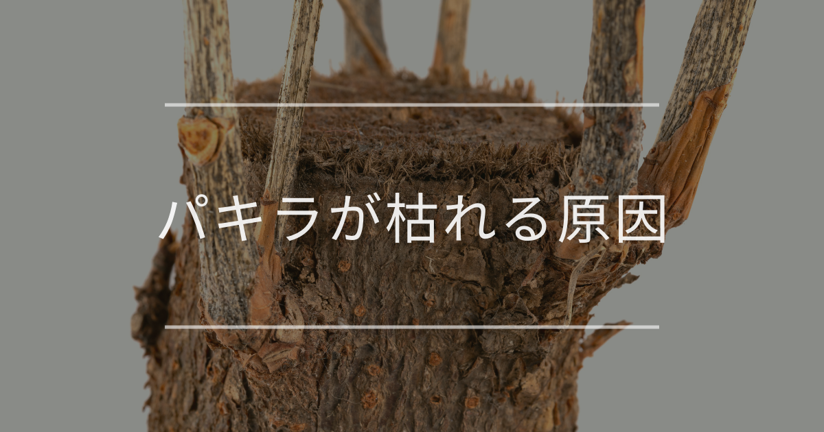 パキラが枯れる原因｜対処法と復活方法