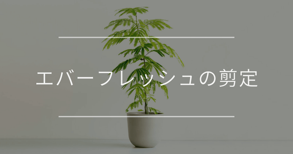 エバーフレッシュの剪定｜理由と方法