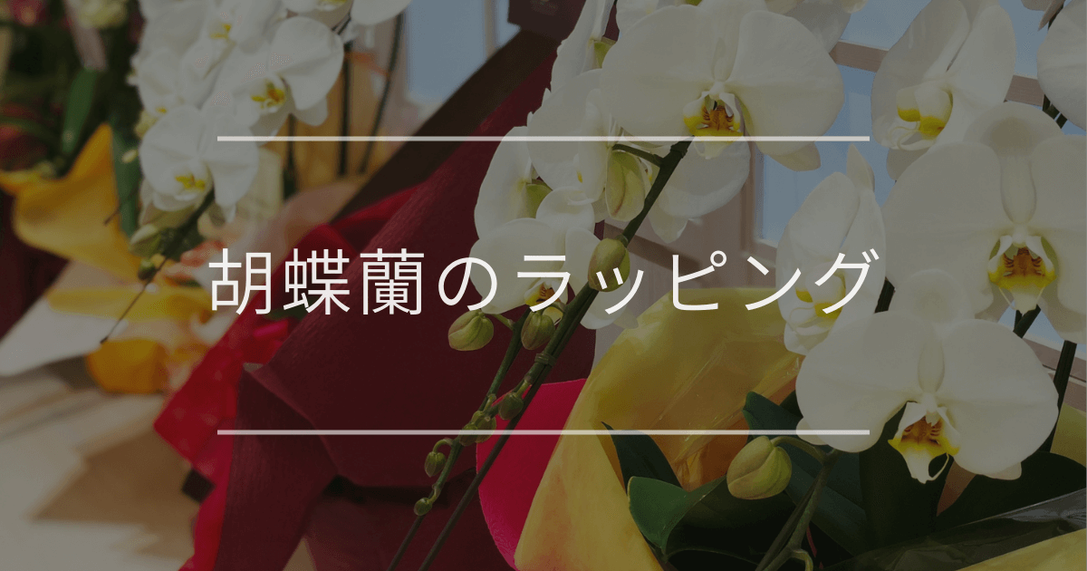 胡蝶蘭のラッピング