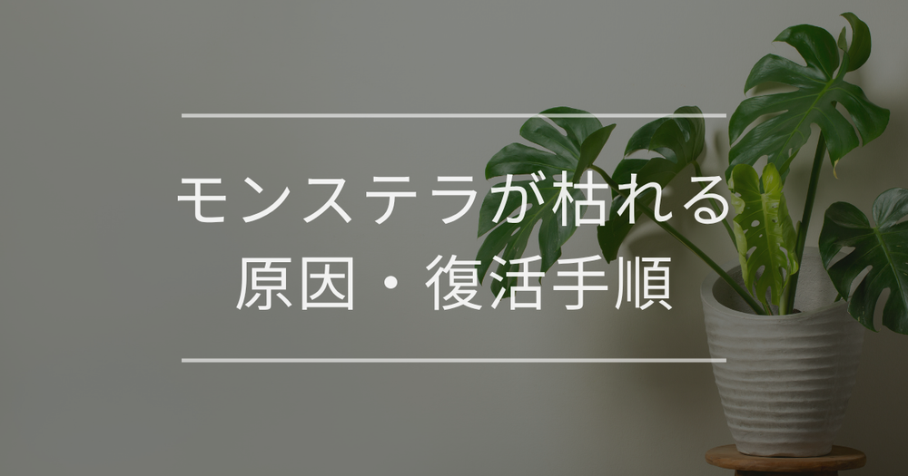 モンステラが枯れる原因・復活手順・季節別予防策を完全ガイド