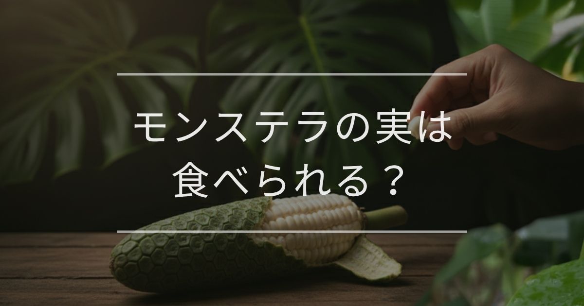 モンステラの実は食べられる？毒性や安全な食べ方を専門家が解説