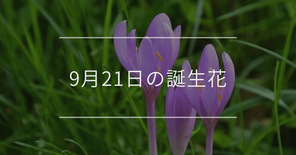 9月21日の誕生花：コルチカム・サンビタリアの花言葉など