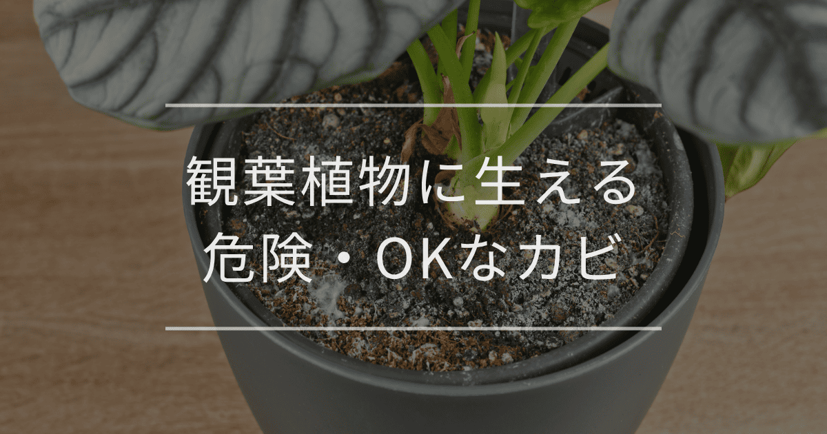 観葉植物に生える危険・OKなカビ｜原因と除去方法も徹底解説