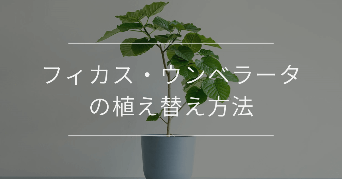 フィカス・ウンベラータの植え替え方法
