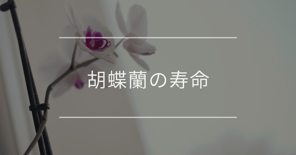 胡蝶蘭の寿命｜長持ちさせる秘訣や花が終わった後の楽しみ方