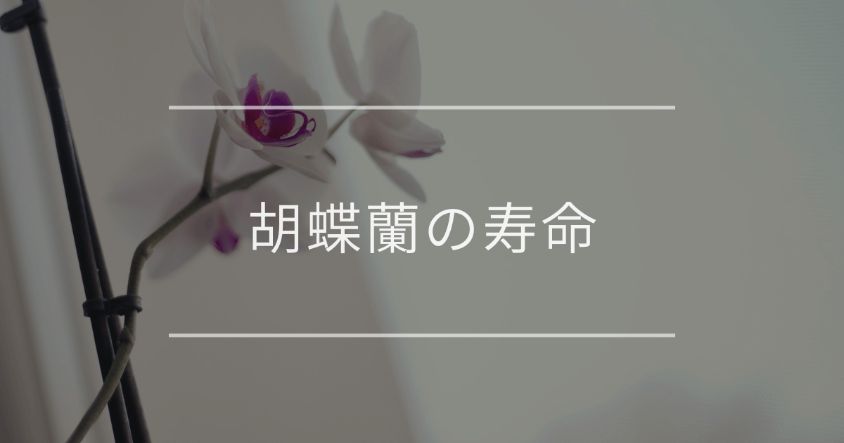 胡蝶蘭の寿命｜長持ちさせる秘訣や花が終わった後の楽しみ方