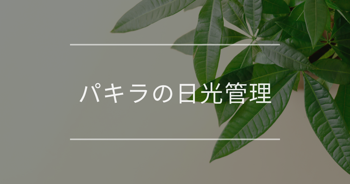 パキラの日光管理｜トラブルと対処法について