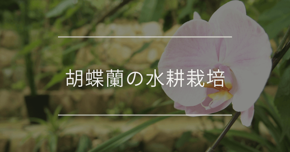 胡蝶蘭の水耕栽培｜基本の育て方と失敗しないコツ