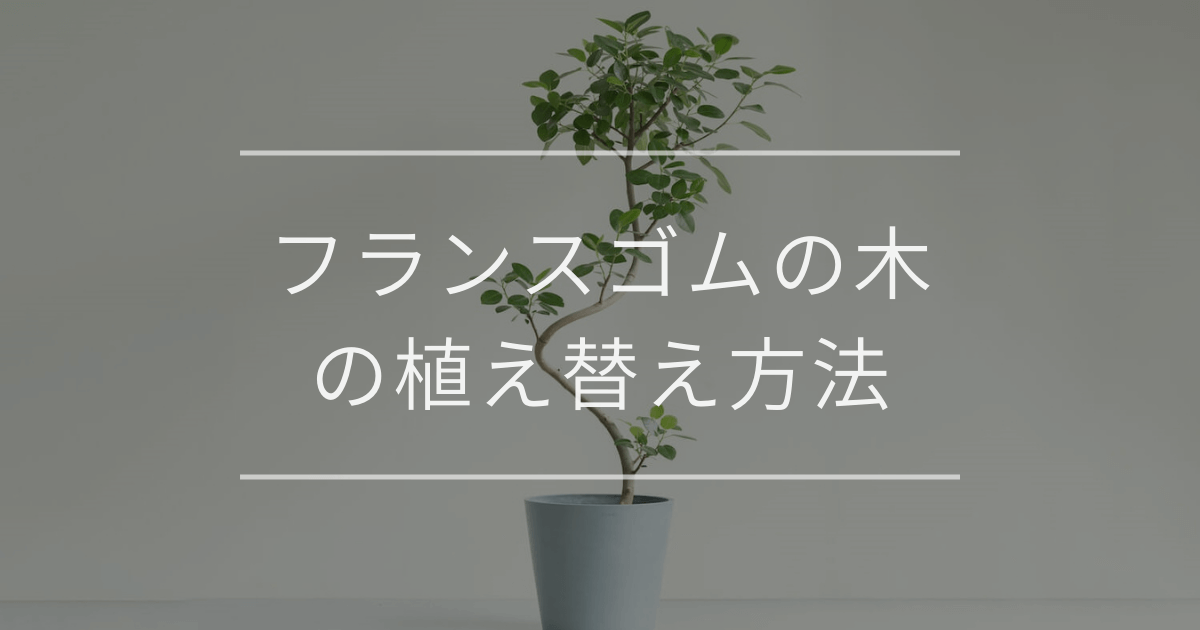 フランスゴムの木の植え替え方法