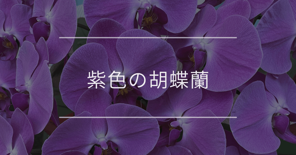 紫色の胡蝶蘭｜ギフトにおすすめな理由と喜ばれるシーンを解説