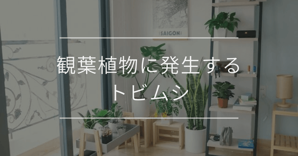 観葉植物に発生するトビムシ｜原因と対処法について