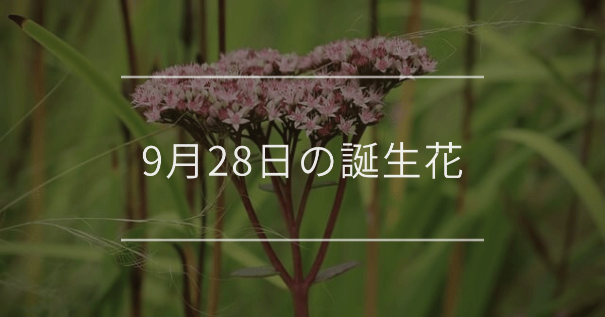 9月28日の誕生花