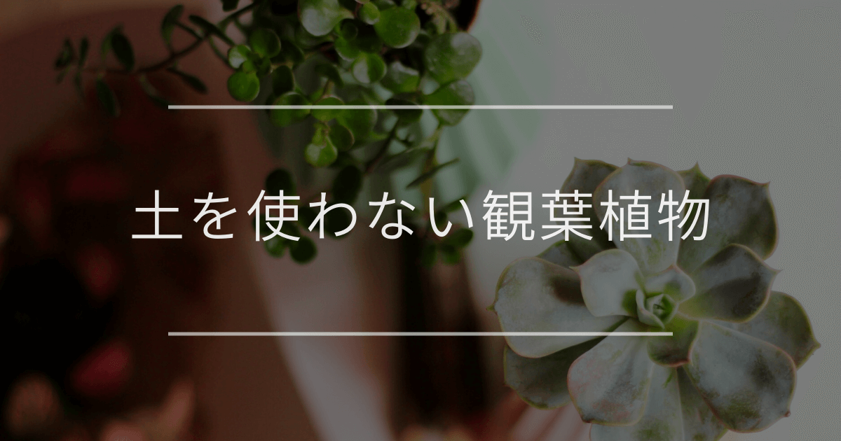 土を使わない観葉植物