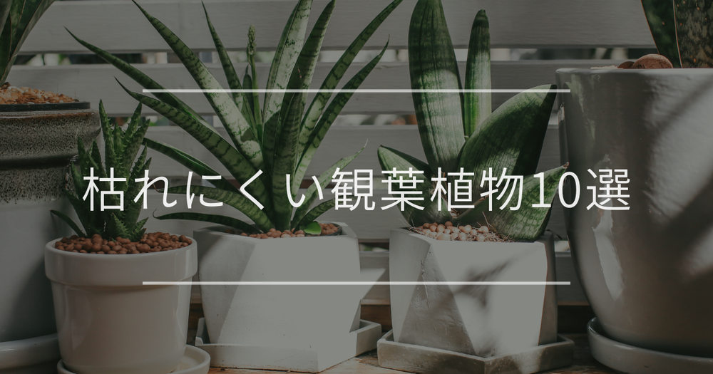 枯れにくい観葉植物10選！日陰でも観葉植物を枯らさないコツとは