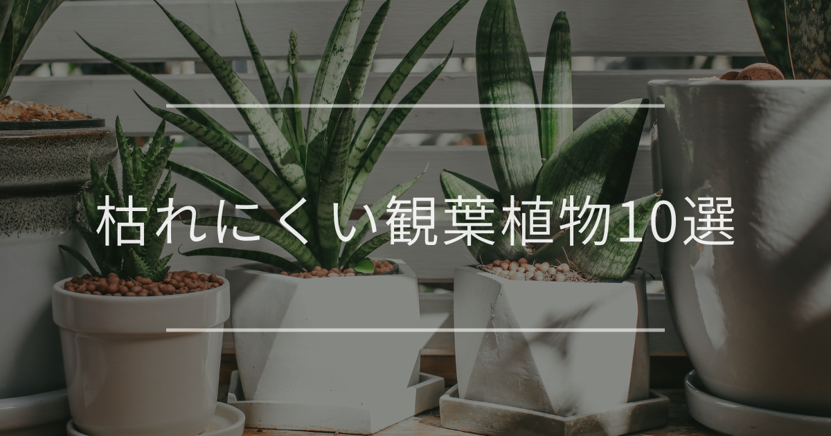枯れにくい観葉植物