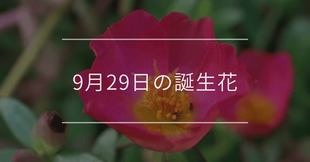 9月29日の誕生花：ポーチュラカ・リンゴの花言葉など