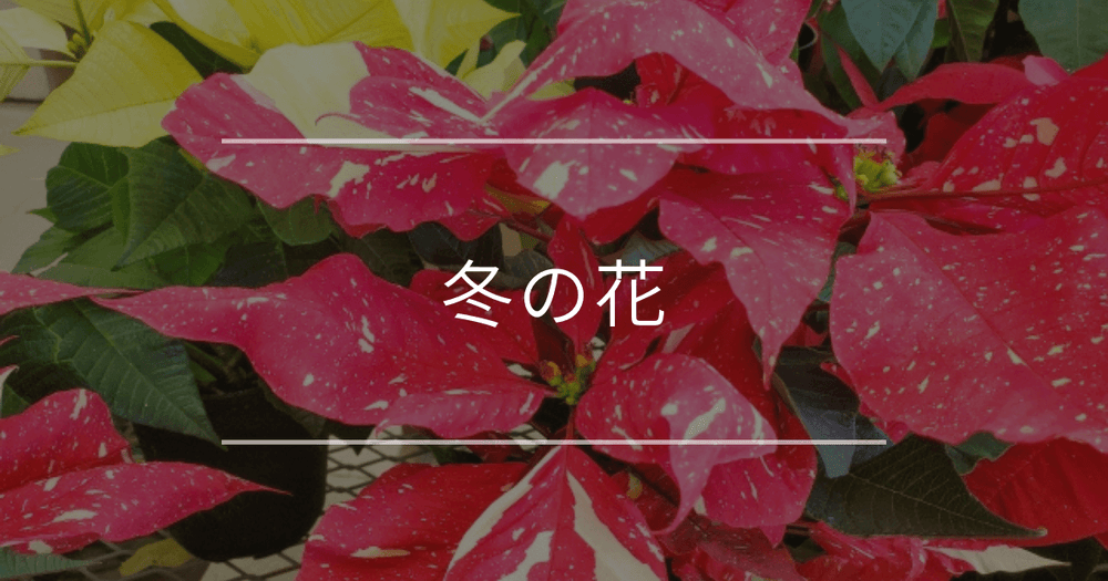 冬の花17選｜寒い季節に咲く美しい花と育て方のコツをご紹介
