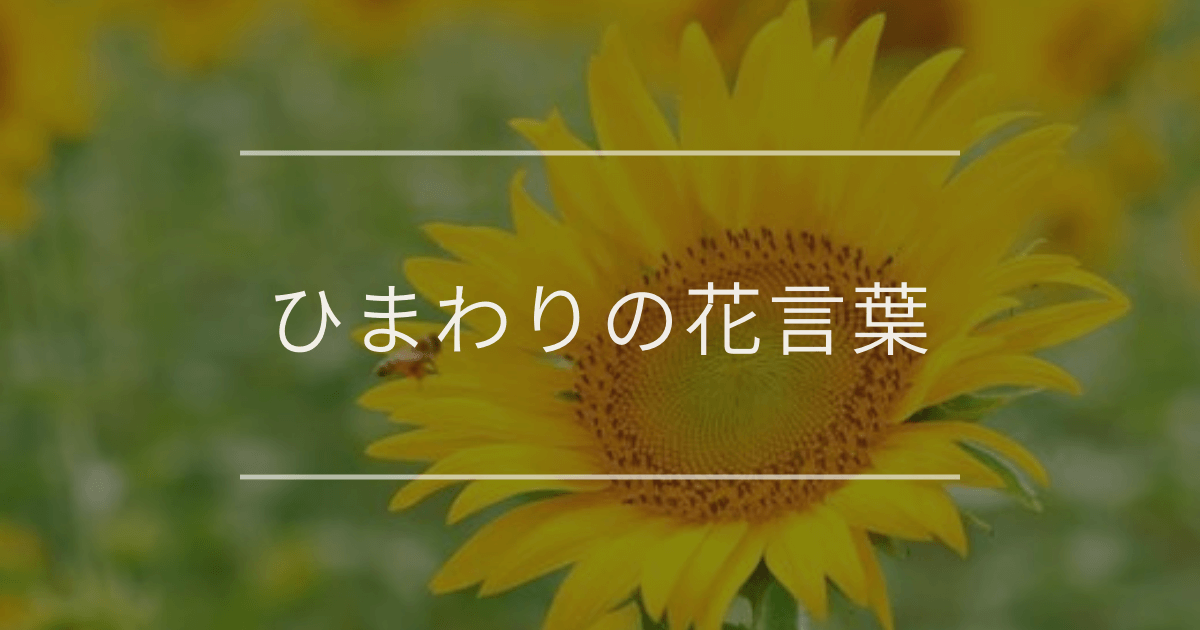 ひまわりの花言葉