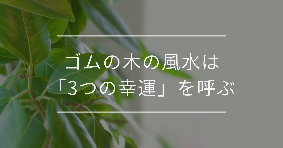 ゴムの木（フィカス）風水は「3つの幸運」を呼ぶ