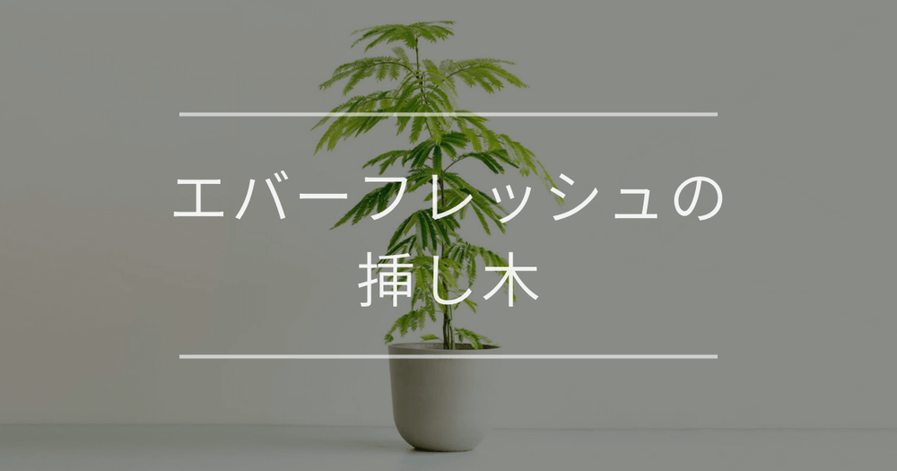 エバーフレッシュの挿し木｜時期と方法について
