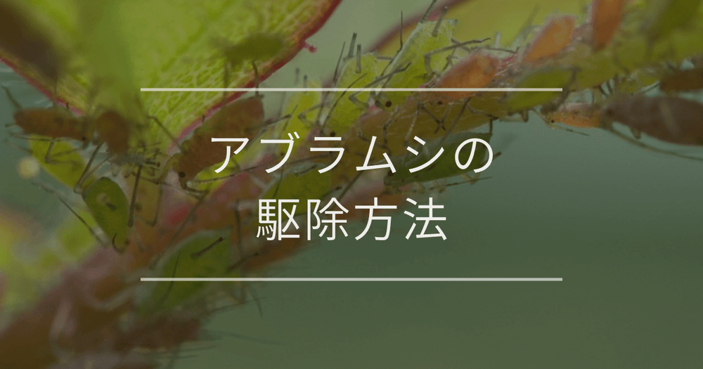 アブラムシの駆除方法｜殺虫剤アリとナシの違い