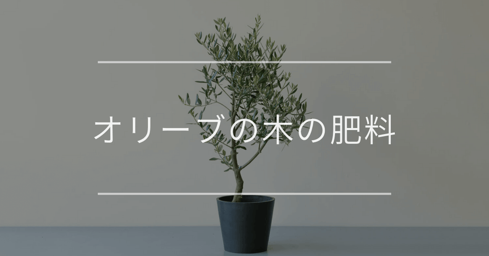 オリーブの木の肥料｜時期と与え方について