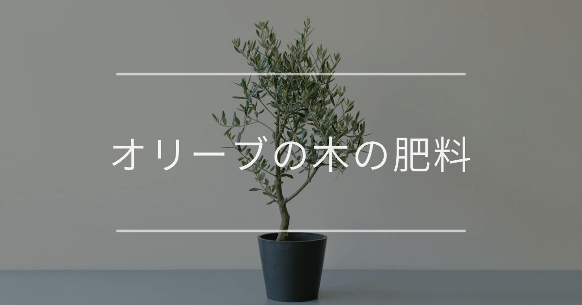 オリーブの木の肥料