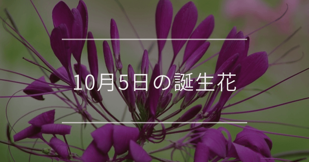 10月5日の誕生花：クレオメ・キバナコスモスの花言葉など