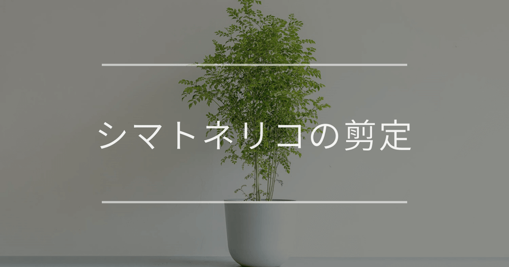 シマトネリコの剪定｜理由や切る時期について